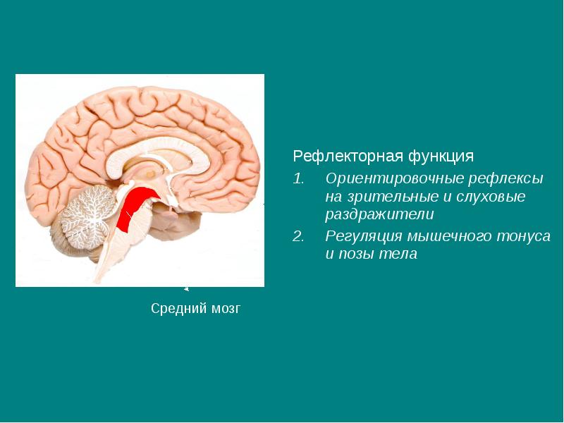 Мозжечок центры рефлексов. Центры рефлексов мозжечок головного мозга. Ориентировочные рефлексы головного мозга. Отдел головного мозга ориентировочные рефлексы. Зрительные и слуховые ориентировочные рефлексы.