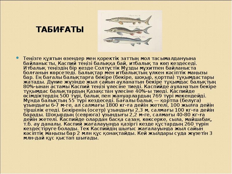 ТАБИҒАТЫ Теңізге құятын өзендер мен қоректік заттың мол тасымалдануына байланысты, Каспий