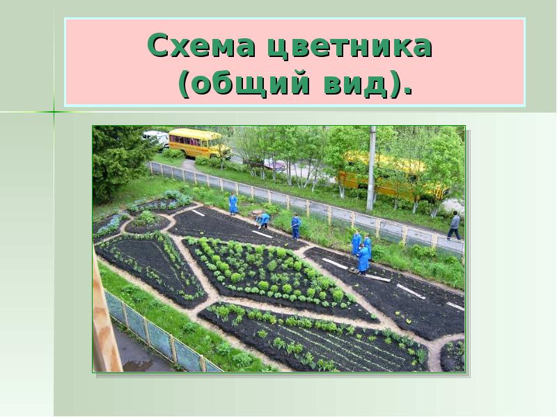 Цветники в городе презентация 1 класс