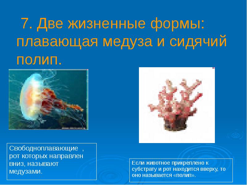Группы организмов кишечнополостные. Кораллы полипы Кишечнополостные. Жизненный цикл гидроидного полипа. Гидроидные Сцифоидные коралловые полипы. Строение тела коралловые полипы Кишечнополостные.