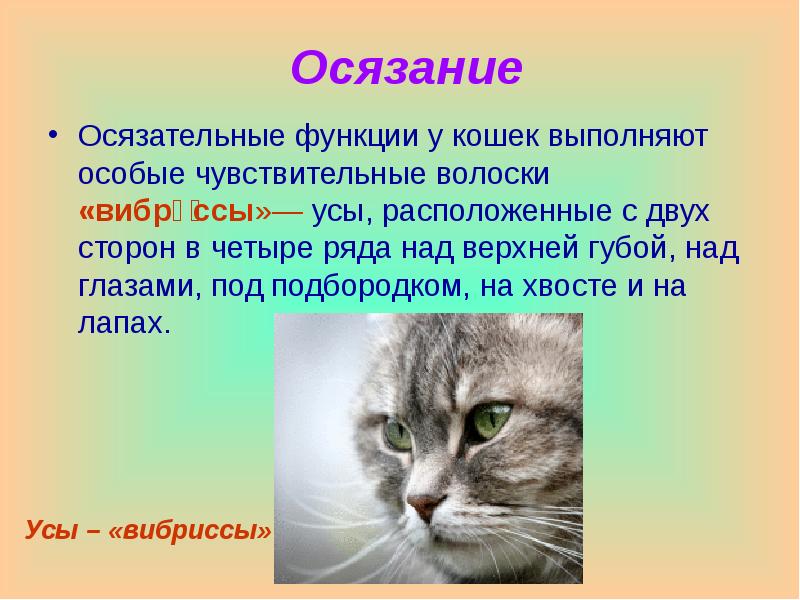 Кошки в жизни человека проект 4 класс