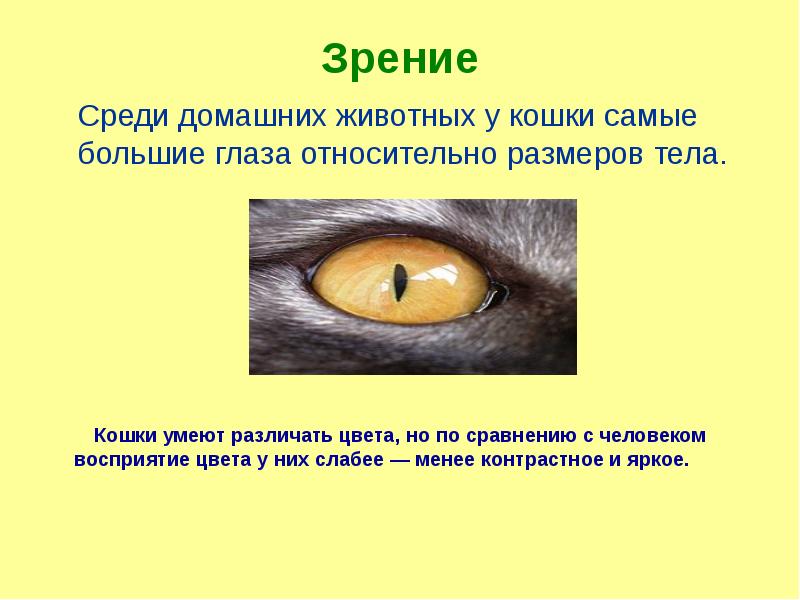 слезная железа и слезный канал функции. глаз кошки для презентации. как зрачок реагирует на свет. строение глаза спереди. диаметр зрачка глаза.