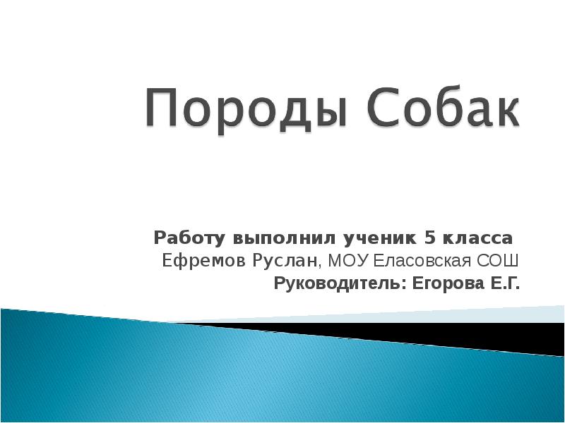 Проект собаки разные породы