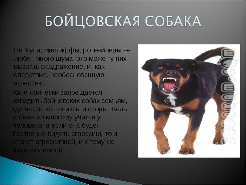 Презентация собаки. Породы собак презентация. Собака для презентации. Проект про собак разных пород. Сообщение о ротвейлере.