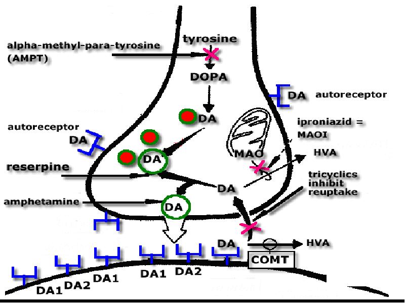 Допамин механизм действия. Механизм действия допамина. Допамин механизм. Механизм действия амфетамина на уровне синапса. Дофамин механизм действия.