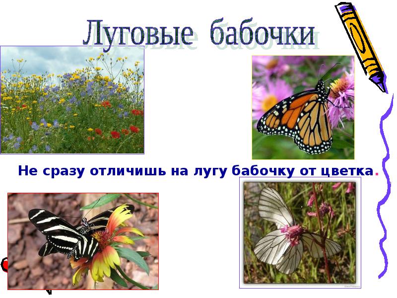 Каких бабочек нельзя увидеть днем на лугу. Луговые бабочки названия. Бабочки Луга названия. Бабочки на лугу. Бабочки которые на лугу названия.