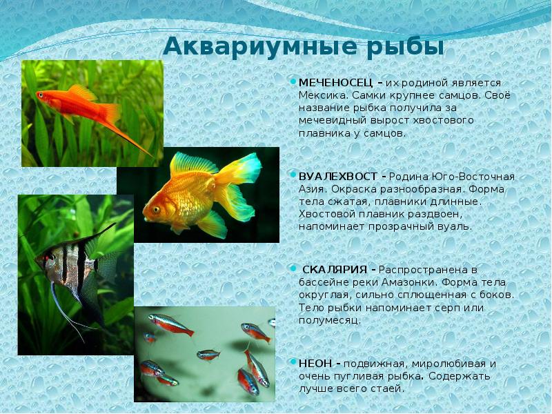 План сообщения о разведении аквариумных рыб составьте