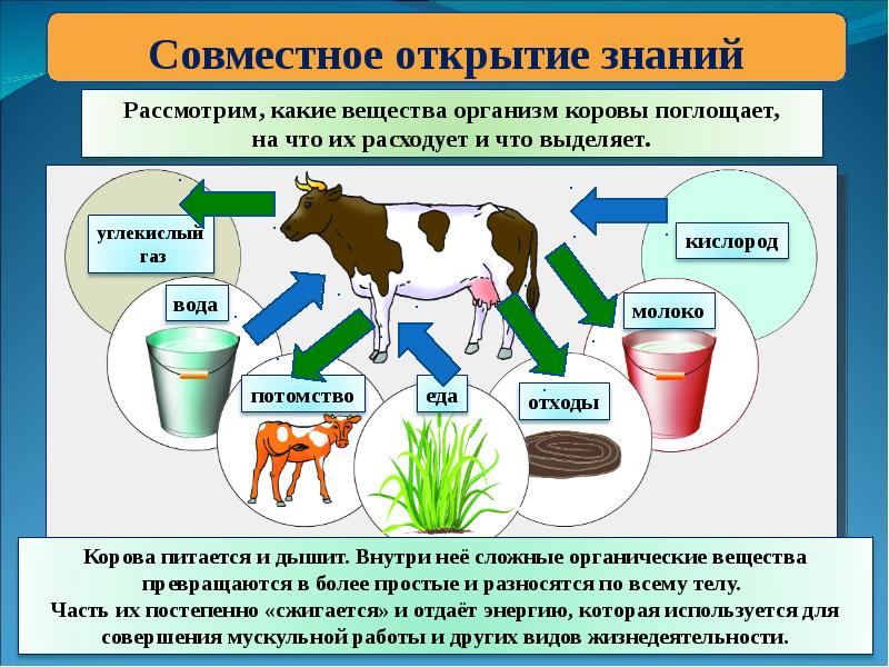 Сера в живом организме. Обмен веществ животные. Метаболизм у животных. Обмен веществ в организме животных. Продукты жизнедеятельности животных.