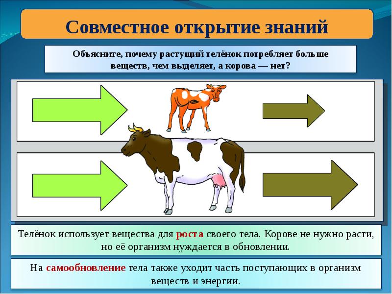 Обмен веществ у собак