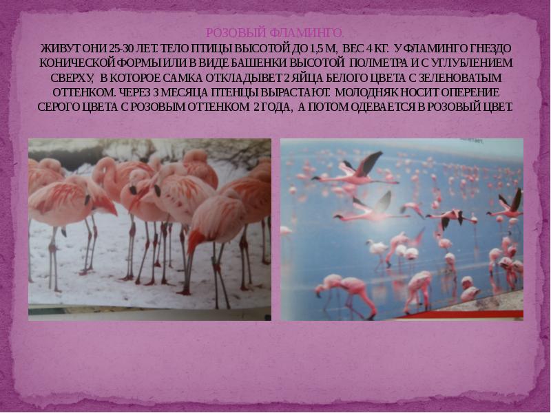 Фламинго сообщение. Розовый Фламинго красная книга. Фламинго описание. Розовый Фламинго краткое описание. Доклад про Фламинго.