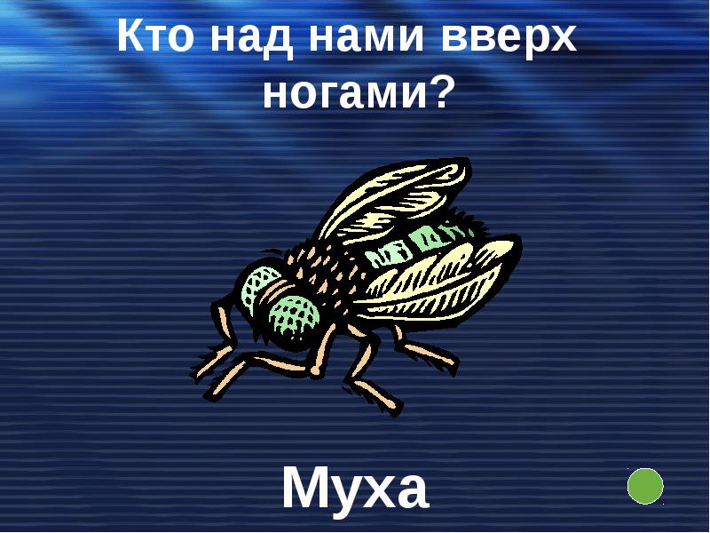 над нами кверху ногами загадка ответ. над нами кверху ногами загадка ответ. что над нами вверх ногами. загадка что над нами вверх ногами. что над нами вверх ногами.