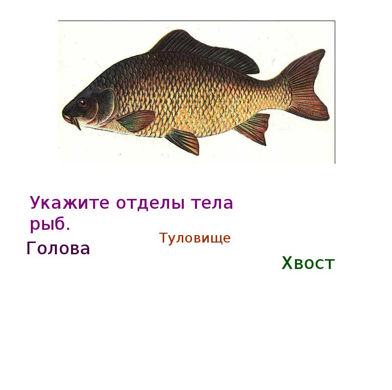 Отделы тела