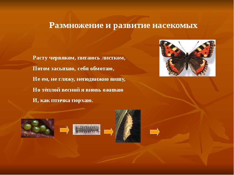 Каким способом размножаются насекомые. Размножение животных и насекомых. Насекомые размножаются и развитию. Размножение и развитие насекомых. Класс насекомые размножение и развитие.