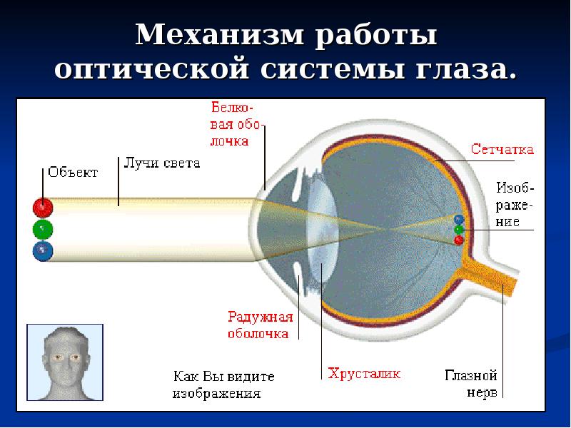 Изображение предмета находится сзади сетчатки это