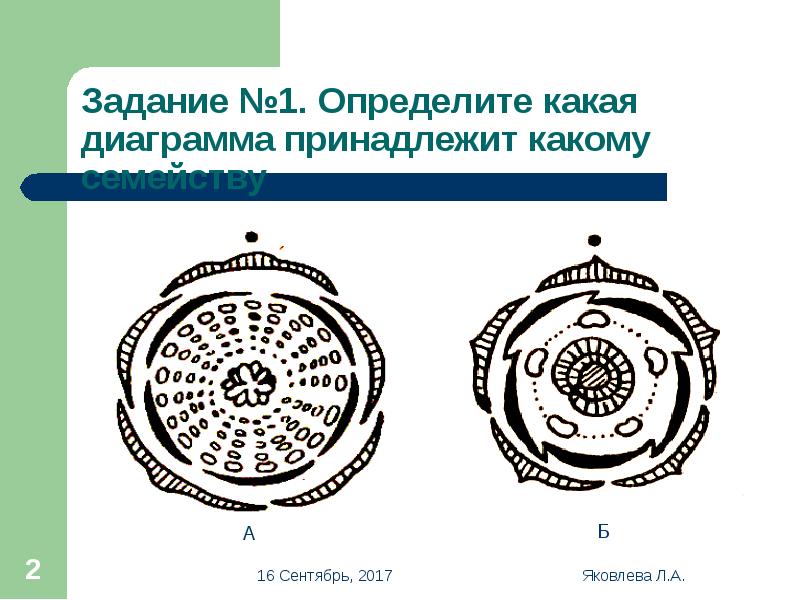 Диаграмма семейства астровые