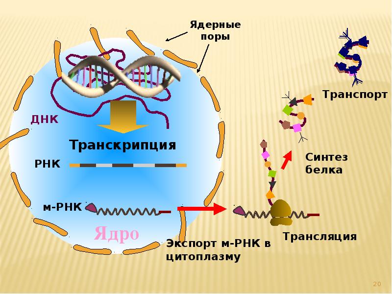 Синтез белков 9 класс. Схема синтеза белка в клетке. Трансляция Биосинтез белка кратко.