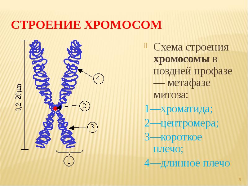 Общий план строения хромосомы