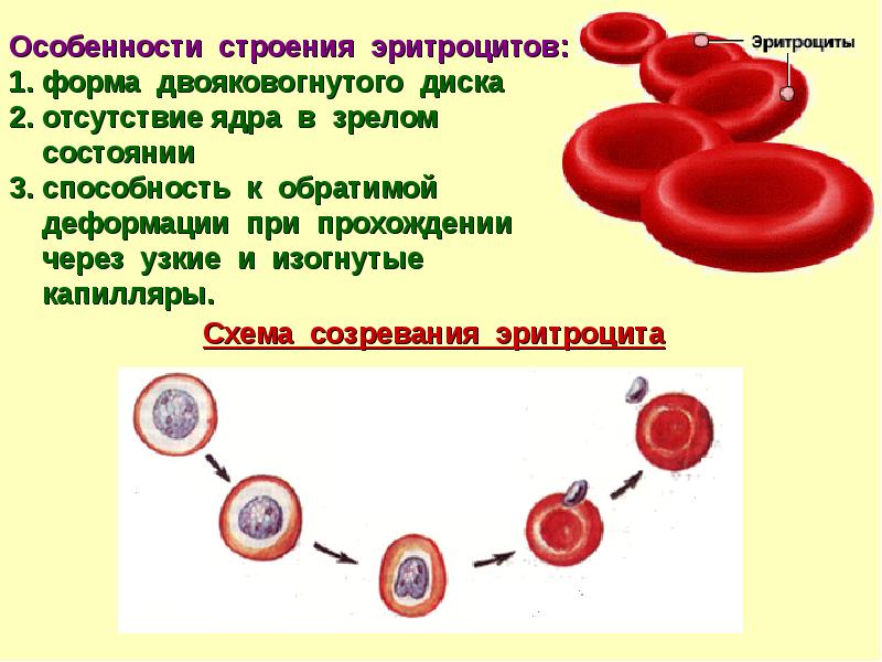 Группы клеток эритроцитов