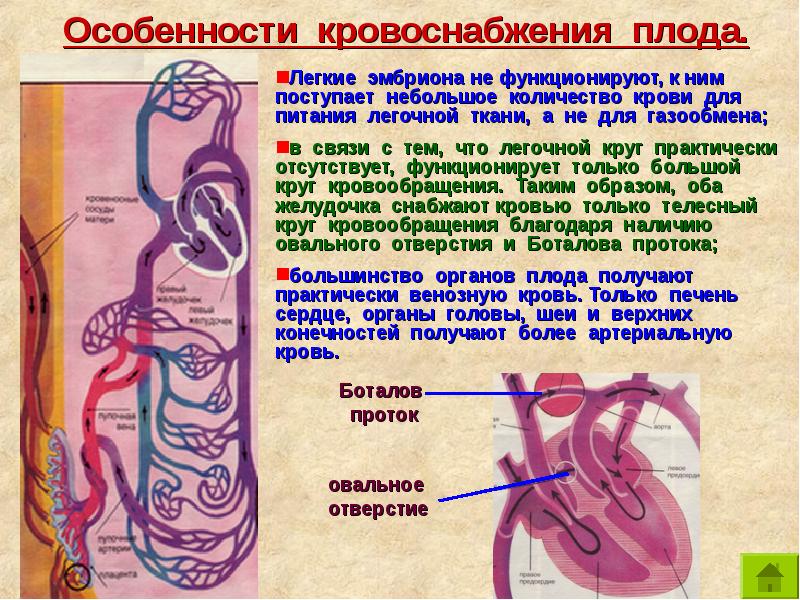 Плацентарный круг кровообращения. Особенности кровообращения плода. Особенности плацентарного кровообращения. Кровообращение плода кратко. Особенности кровоснабжения плода анатомия.