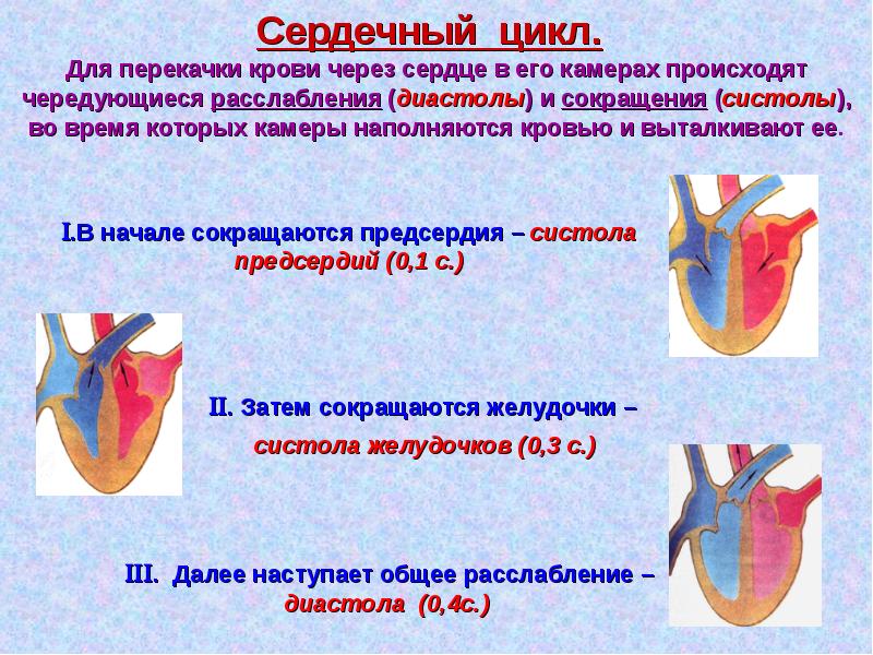 Систола желудочков длится дольше систолы предсердий. Систола и диастола сердца. Систола желудочков. Норма перекачки крови в сердце. Систола расслабление.