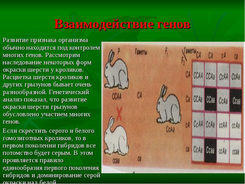 Рассмотрите рисунок определите доминантные признаки у кроликов