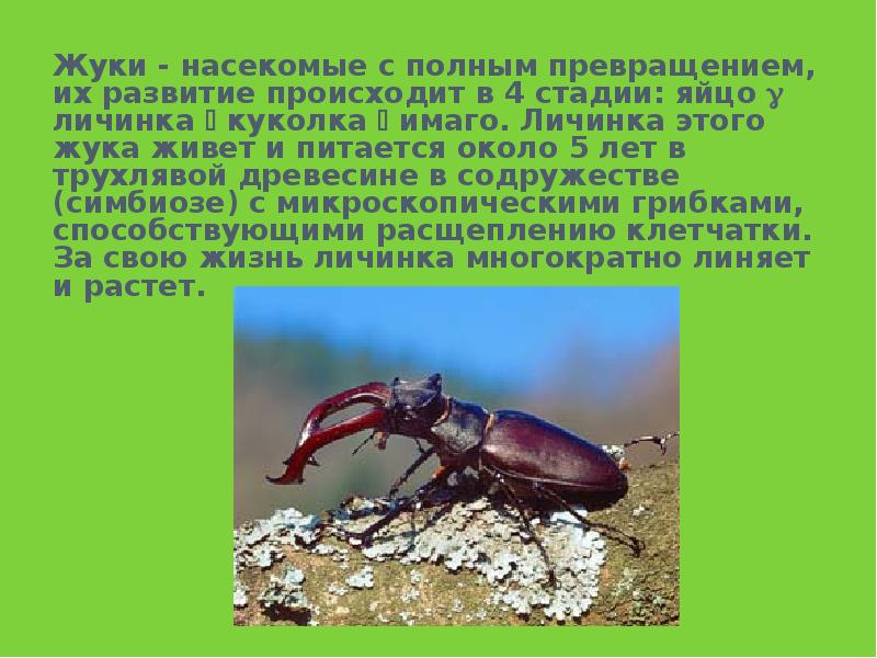 Текст про жуков. Стадия Имаго у насекомых это. Жук Имаго. Жук с полной стадией превращения. Сколько лет живут жуки.
