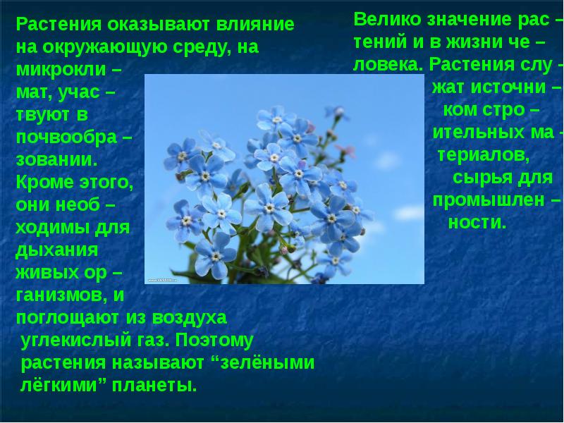 Влияние растений. Влияние растений на окружающую среду. Влияние окружающей среды на растения. Растения влияющие на окружающую среду. Как растения влияют на окружающую среду.