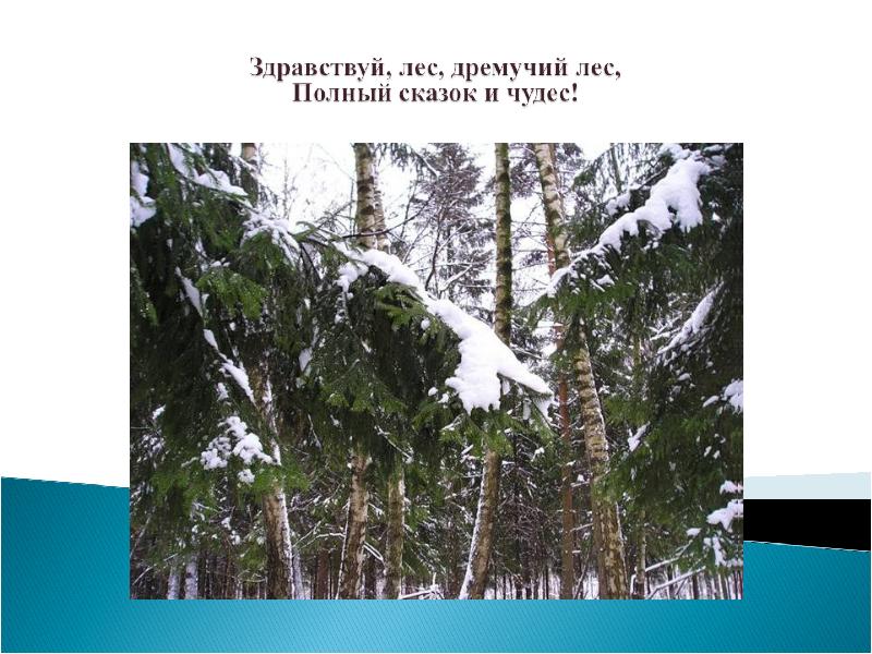 Здравствуйте леса. Здравствуй лес дремучий лес полный сказок и чудес. Дремучий лес. Лес полон сказок и чудес. Предложение со словом дремуч.