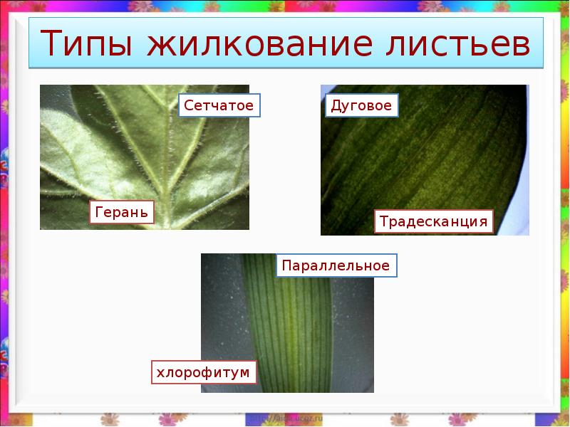 Тип листа герани. Тип жилкования листа герани. Жилкование листа герани. Тип жилкования листа пеларгонии. Строение листа герани жилкование.