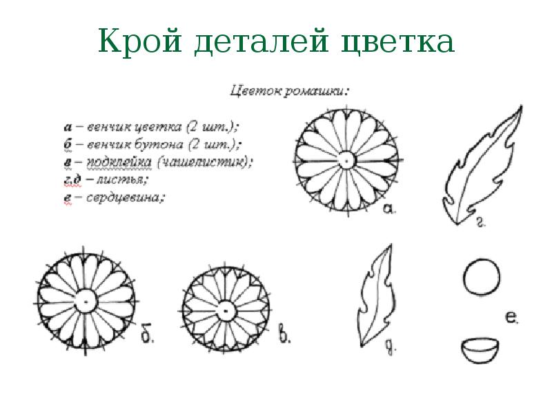 Схема строения ромашки