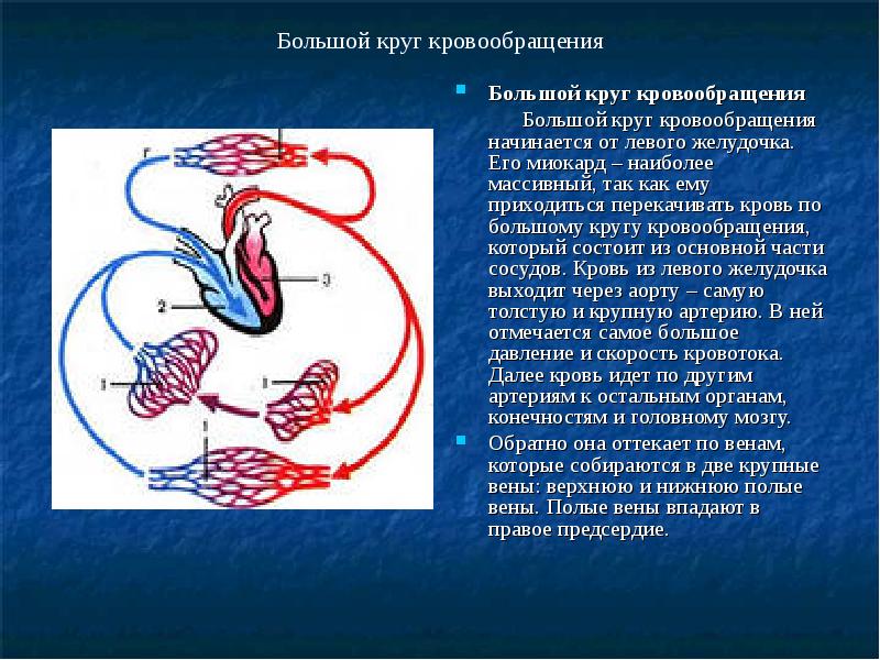 Круг кровообращения начинается