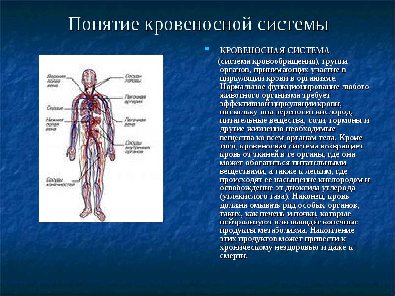 Основные органы кровообращения