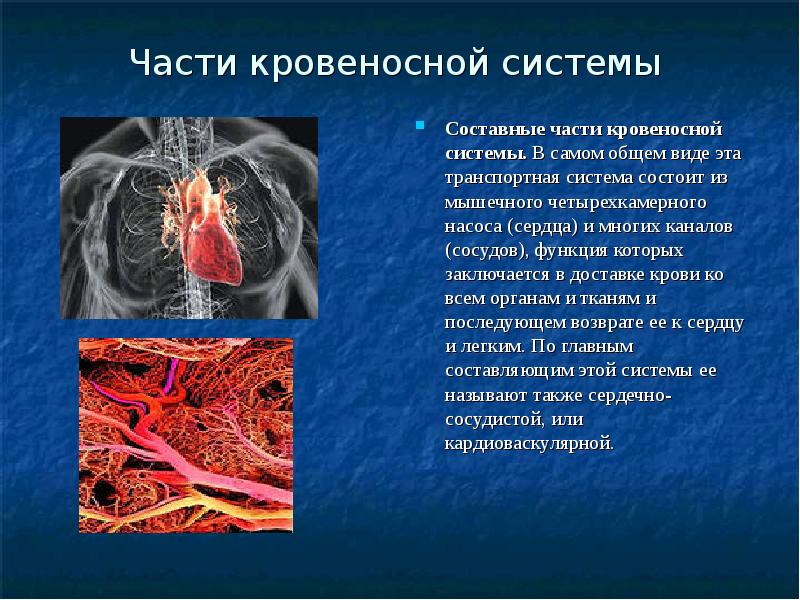 Кровеносная система человека 3 класс окружающий мир. Кровеносная система. Части кровеносной системы. Кровеносная система доклад. Кровеносная система презентация.