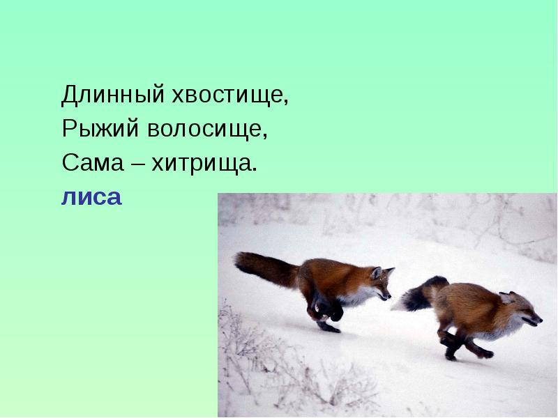 Лис загадка. Загадка про лису. Длинное хвостище, рыжее волосище, сама хитрища.. Длинное хвостище рыжее волосище сама. Длинные хвостища.