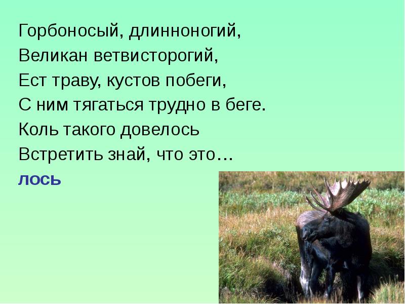 Загадка про лося. Горбоносый Длинноногий великан ветвисторогий ест траву кустов. Стих про лося для детей. Загадка про лося для детей.