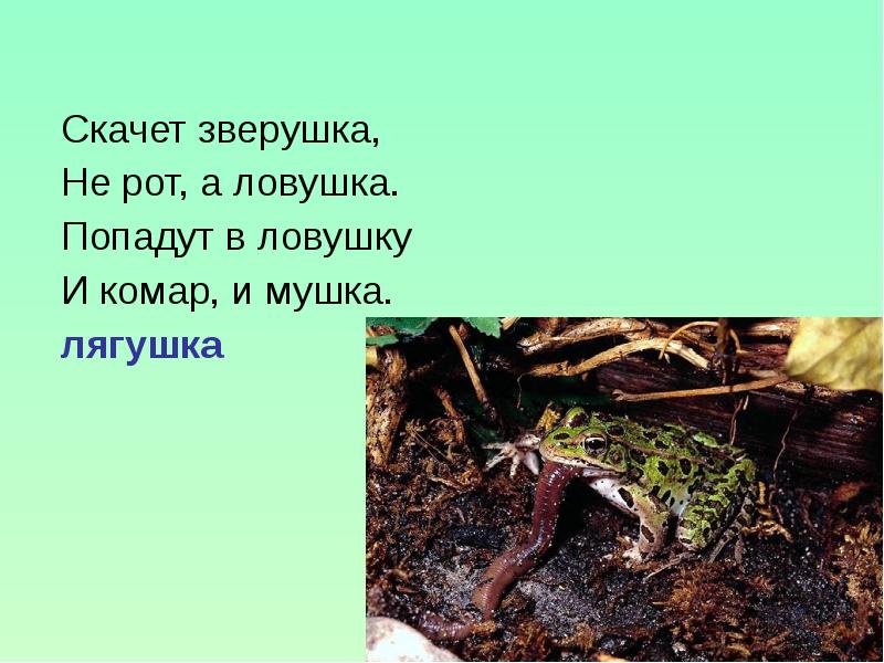 Загадка про лягушку. Загадка про лягушку 1 класс. Загадка про лягушку для детей 3-4 лет.