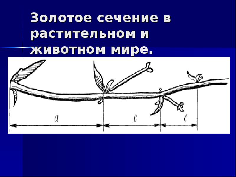 Золотая пропорция презентация