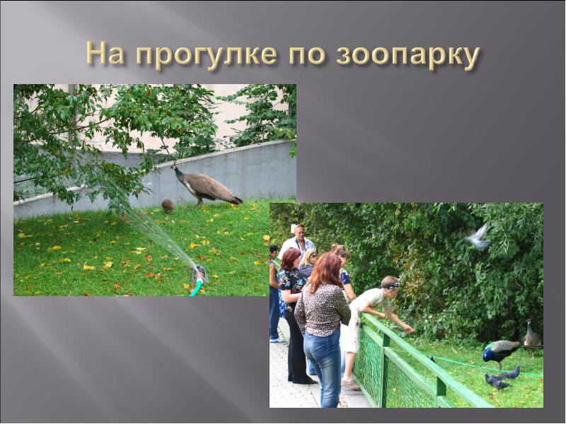 Окружающий мир проект мой зоопарк