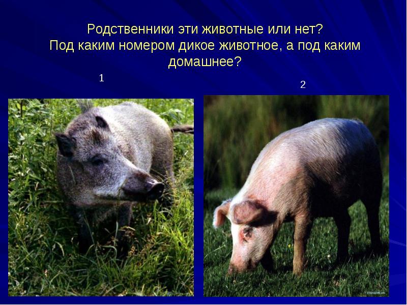 эволюционное дерево жизни чарльза дарвина. доказательства родства человека с животными. группа родственных животных. группа родственных животных. филогенетическое древо позвоночных.