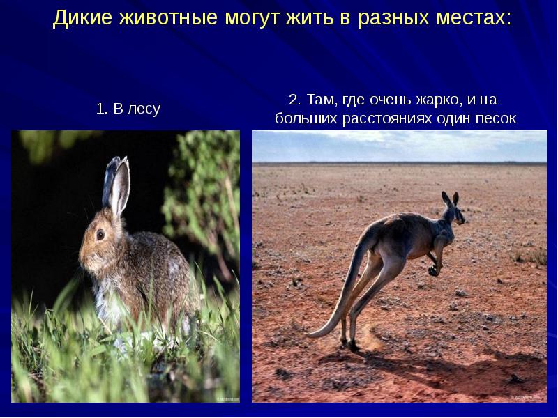 Не могу жить без животных. Не бросайте животных на дачах. Не ищите друзей среди людей. Почему человек не может жить без природы. Не могу жить без животных.