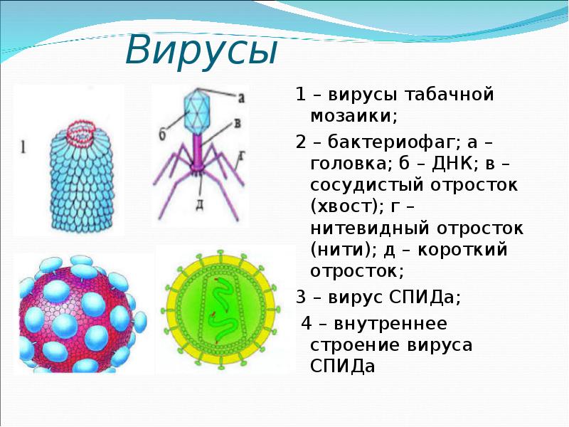 Биология 8 вирусы. Вирусы презентация 5 класс биология. Строение вируса 5 класс биология. Вирусы биология 5 кл. Вирус табачной мозаики и бактериофаг.
