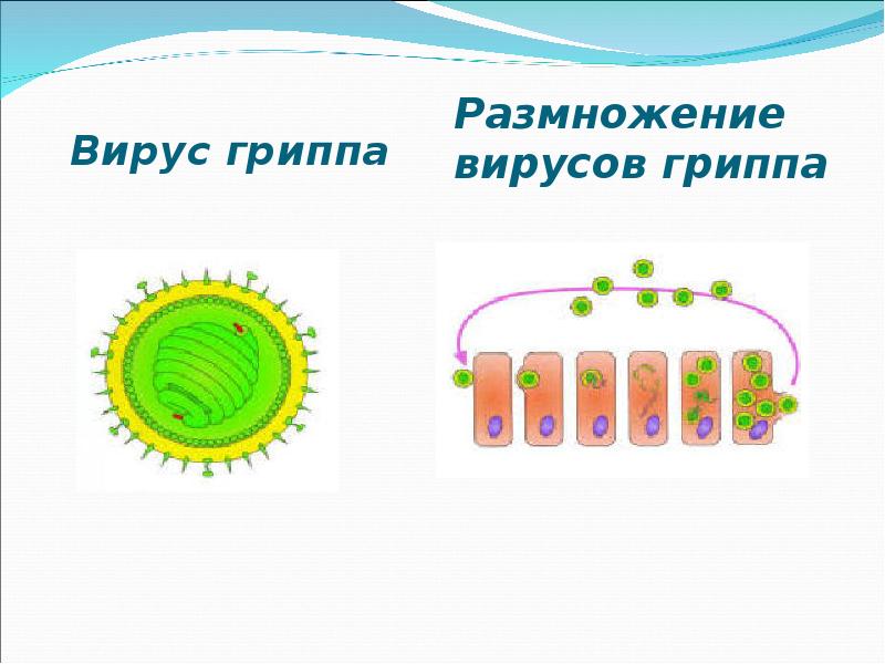 Схема размножения вирусов