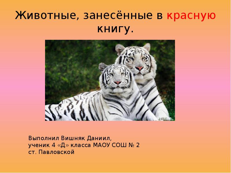 Животные которые занесены в красную. Животных которые занесены в красную. Редкие животные из красной книги России. Красная книга животные занесенные в красную книгу. Какие животные в красной книге картинки.