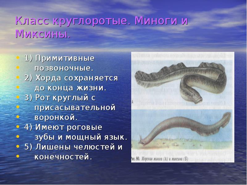 Миноги и миксины презентация