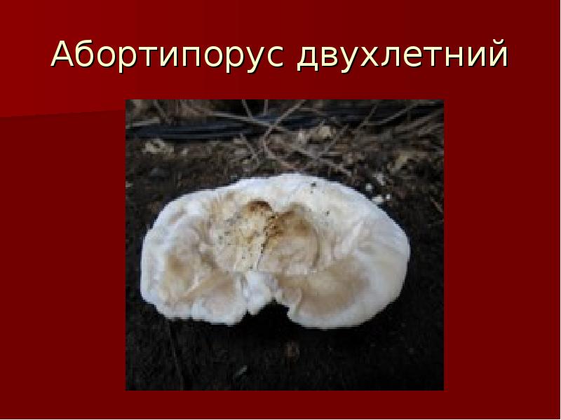 Абортипорус двухлетний