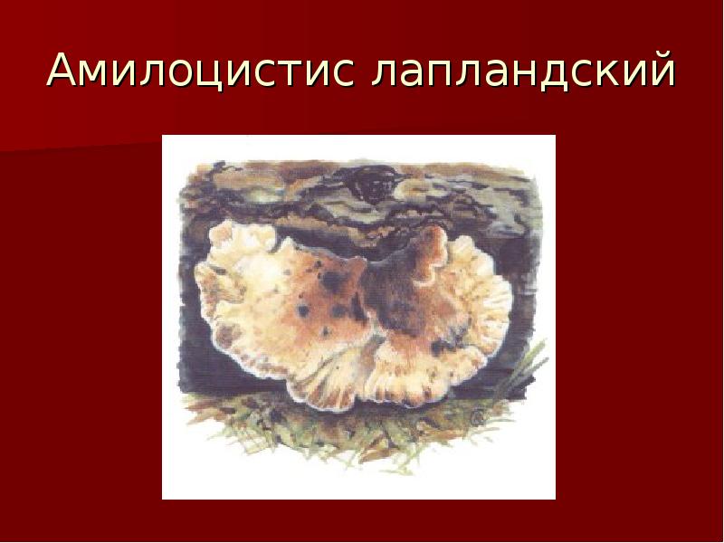 Амилоцистис лапландский