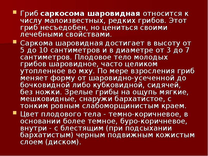 Гриб саркосома шаровидная относится к числу малоизвестных, редких грибов. Этот гриб