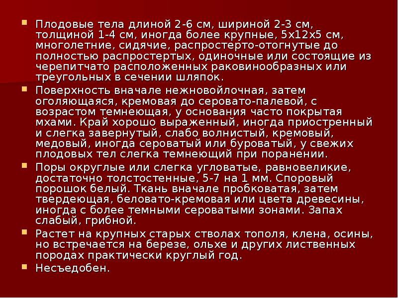 Плодовые тела длиной 2-6 см, шириной 2-3 см, толщиной 1-4 см,