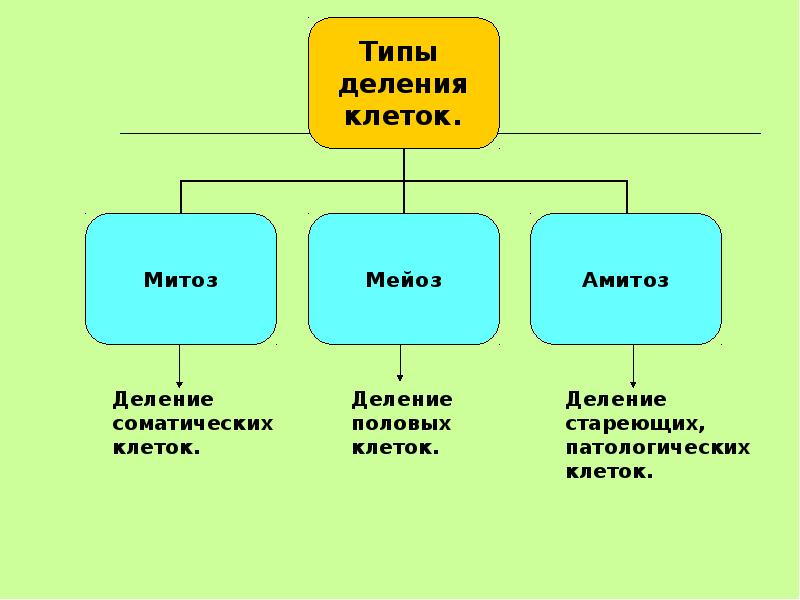 Деление соматических клеток. Типы деления клеток схема. Типы деления клеток амитоз. Митоз мейоз амитоз. Деление клетки амитоз митоз мейоз.