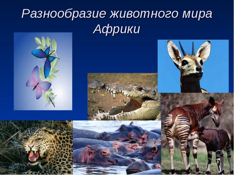 Как объяснить разнообразие видов животных. Многообразие животных. Животные Африки разнообразие. Разнообразие. Животные Африки презентация.